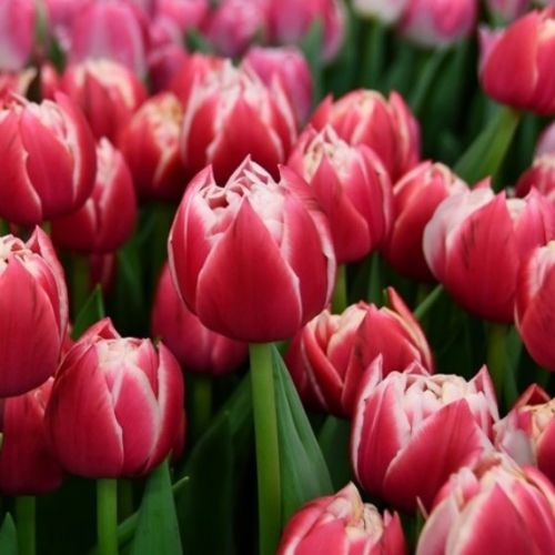 Tulip Columbus Тюльпан Колумбус оптом